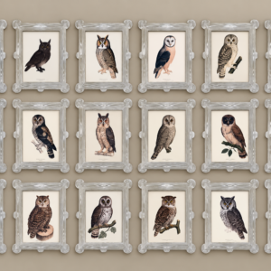 Series- 19th Century Owls